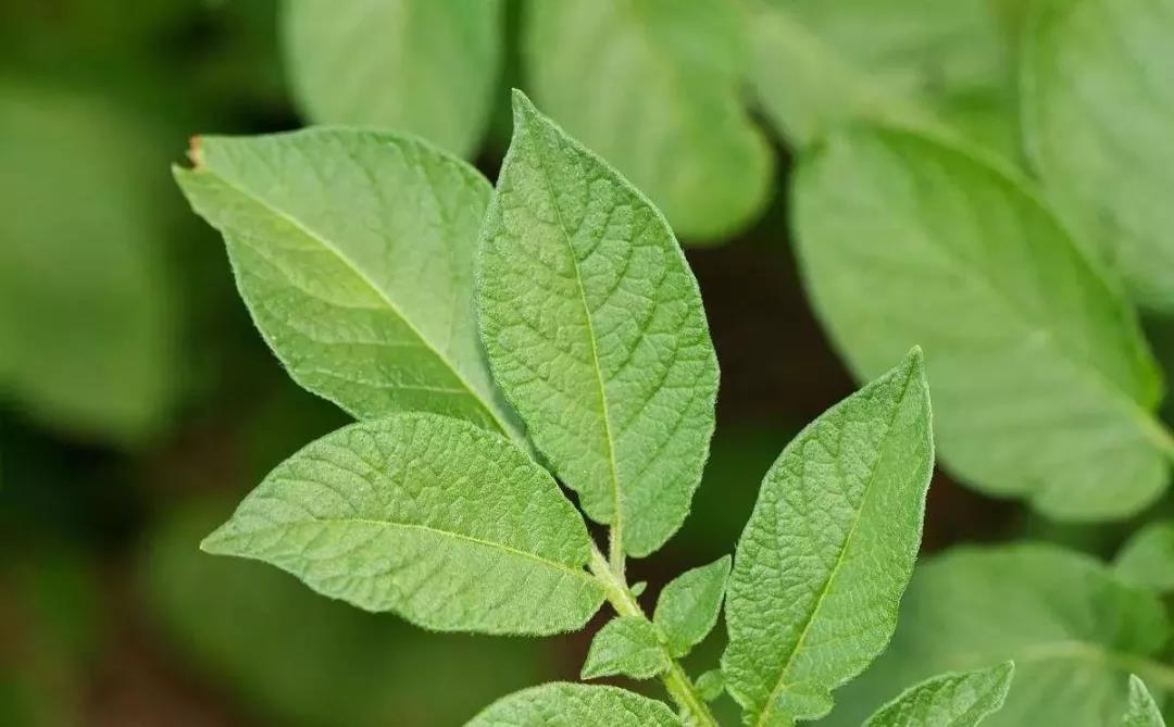 "误食野花要狗命",盘点对狗狗有害的植物篇.