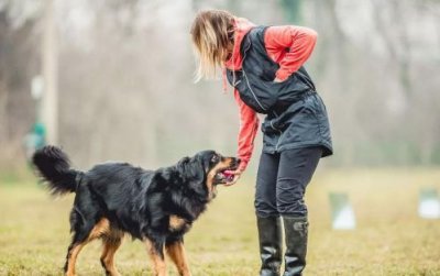 经验浅谈：如何挑选一只合格的训练犬。