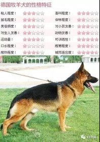 工作犬—德国牧羊犬