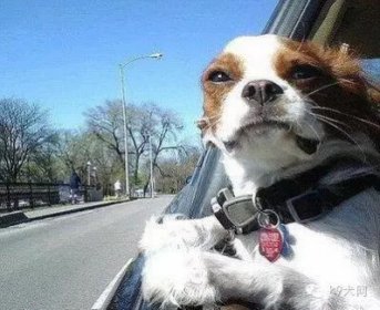 教犬如何安静坐车
