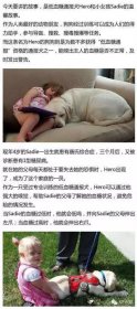 {神奇}一只叫Hero（英雄）的低血糖通报犬的故事