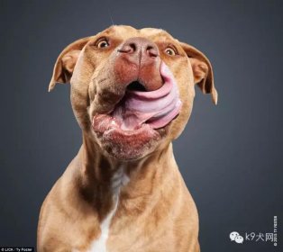 美国摄影师抓怕的狗狗“舔鼻子”的瞬间
