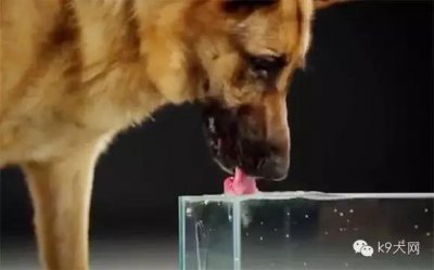 如果狗狗的饮水量突然增加，犬主们需要警惕啦！