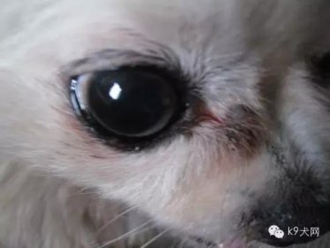 狗狗眼睛老是有眼屎，这是为啥呢？